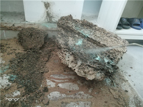 園洲白蟻防治中心，石灣白蟻防治站（衛城蟲控一次搞掂）