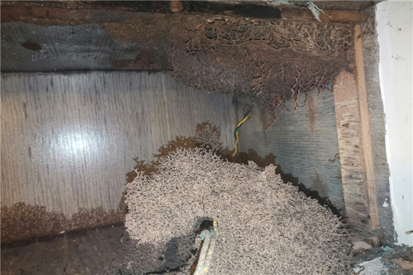 石灣白蟻防治中心,石灣白蟻防治站（衛(wèi)城蟲控技術(shù)精諶）