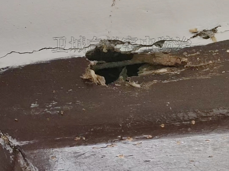 澳頭白蟻處理機構,澳頭誘殺白蟻公司（效果好,收費便宜）