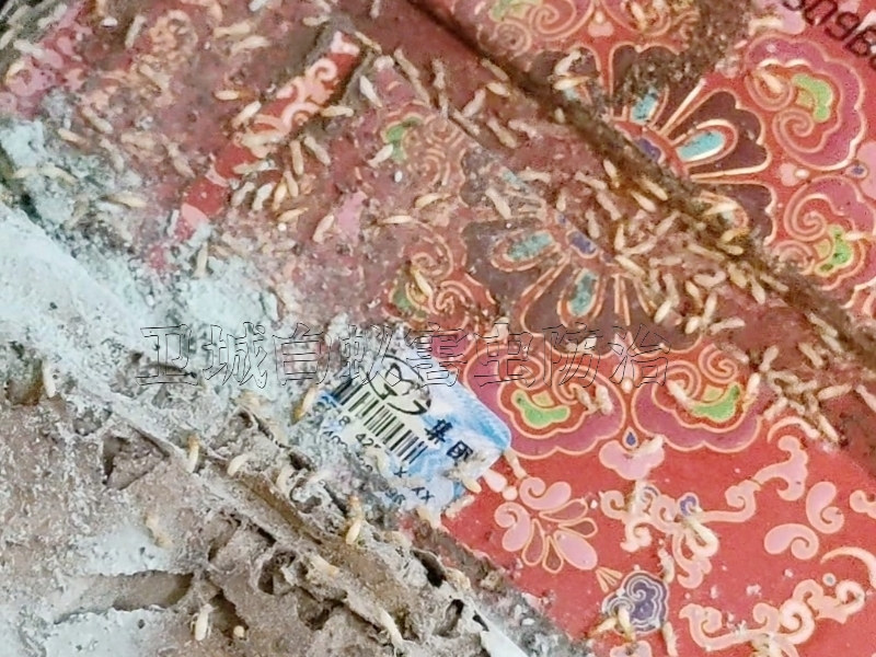 仲愷區(qū)滅白蟻,仲愷殺白蟻公司(專業(yè)技能一流)