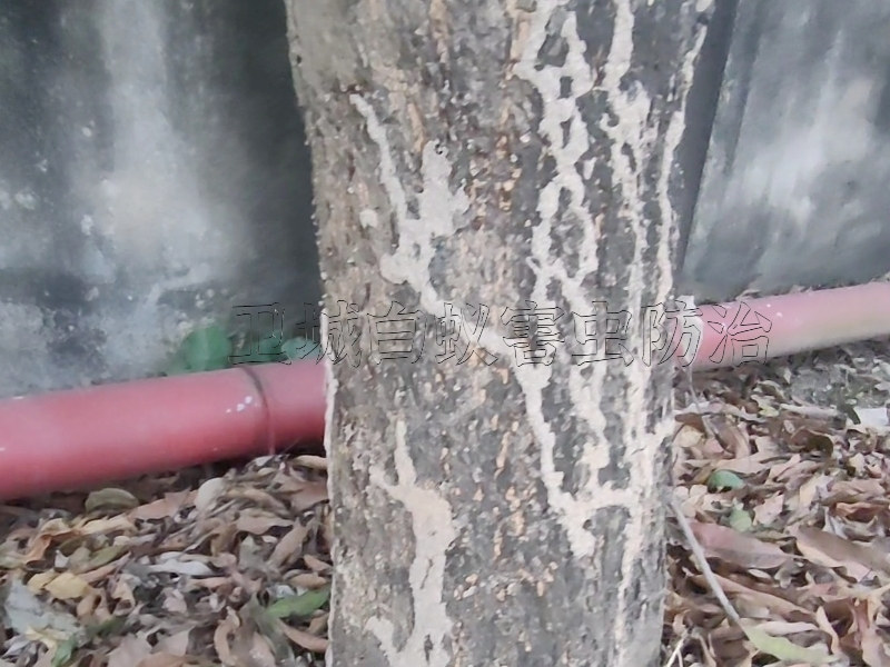 仲愷白蟻防治中心,仲愷白蟻防治所,仲愷預(yù)防白蟻公司（資質(zhì)企業(yè),價格最便）