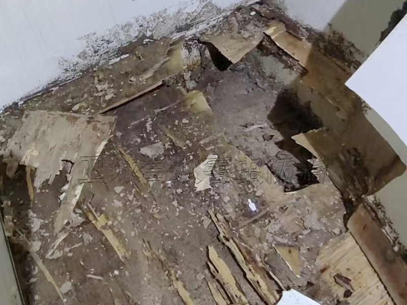 仲愷白蟻防治中心,仲愷白蟻防治所,仲愷預(yù)防白蟻公司