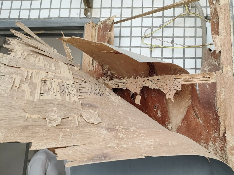 陳江白蟻防治中心專業團隊,有效防治白蟻！