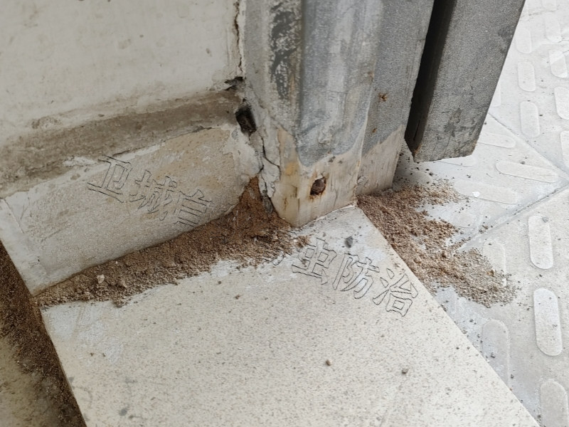 陳江白蟻防治中心