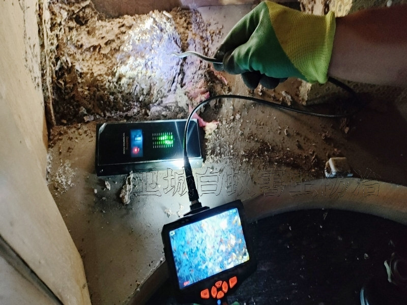 長寧白蟻防治_博羅長寧白蟻防治中心