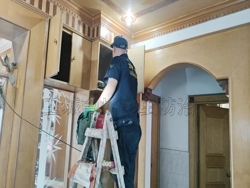 惠陽區澳頭白蟻防治丨客家人自己的消殺公司丨澳頭埠滅白蟻中心