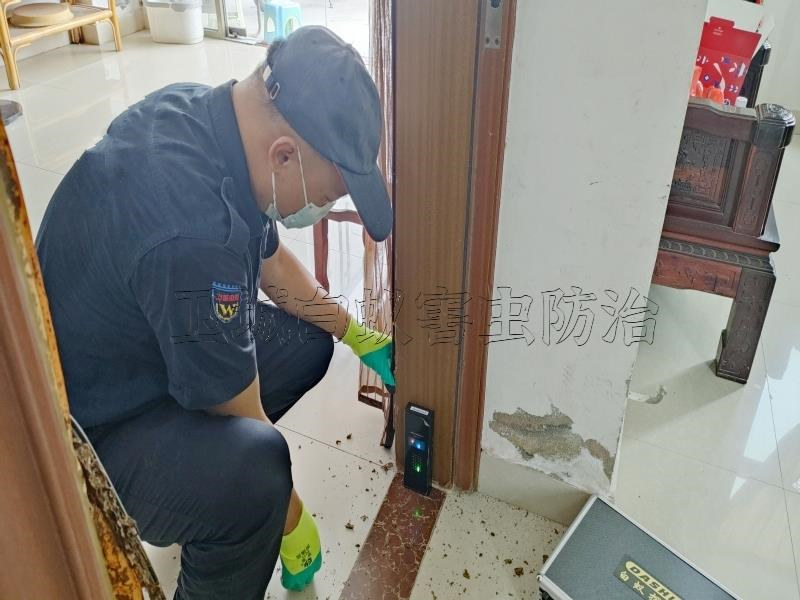 惠州澳頭白蟻防治殺白蟻丨大亞灣澳頭專業滅白蟻裝修防白蟻中心