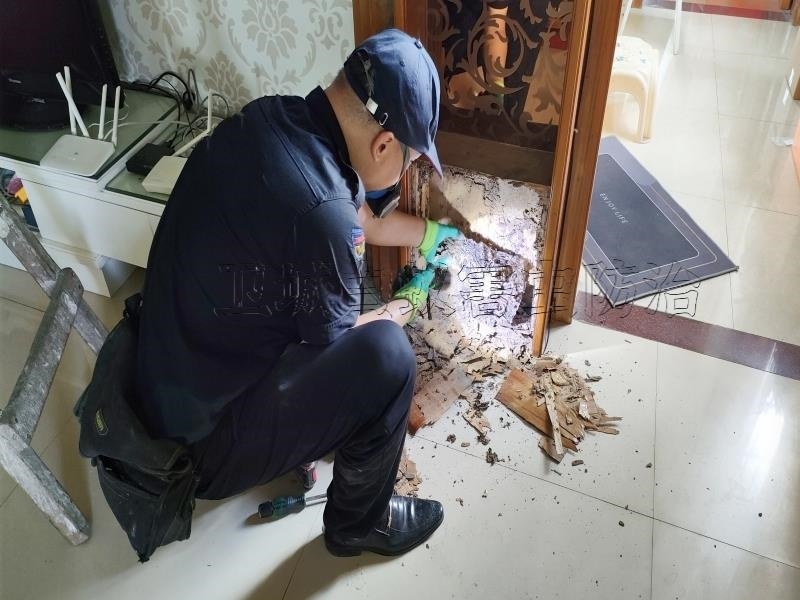 海珠區(qū)華洲白蟻防治丨免費上門檢查廣州市海珠華洲滅白蟻公司