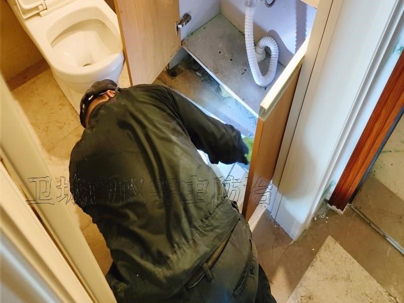 海珠區琶洲白蟻防治丨廣州市海珠琶洲滅白蟻公司