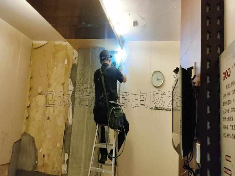 荔灣區(qū)石圍塘油茶樹(shù)白蟻防治丨廣州市荔灣石圍塘消殺白蟻防治