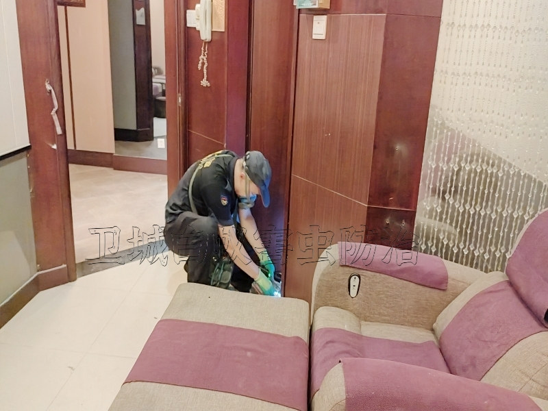 花都區炭步白蟻防治中心丨廣州花都炭步滅白蟻公司