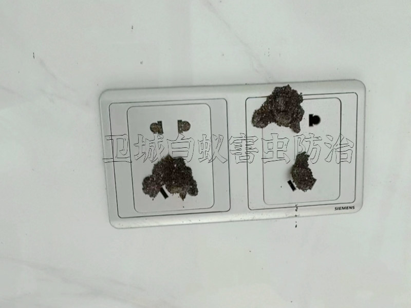 番禺區(qū)石基白蟻防治中心-廣州番禺石壁消殺滅白蟻公司