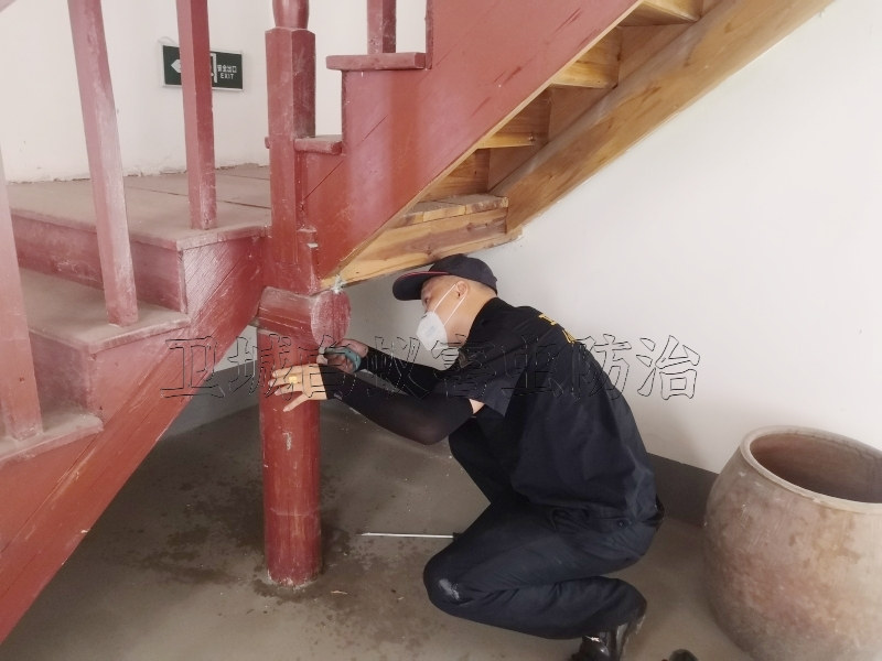 觀瀾滅白蟻公司丨深圳寶安觀瀾白蟻防治專業消殺機構