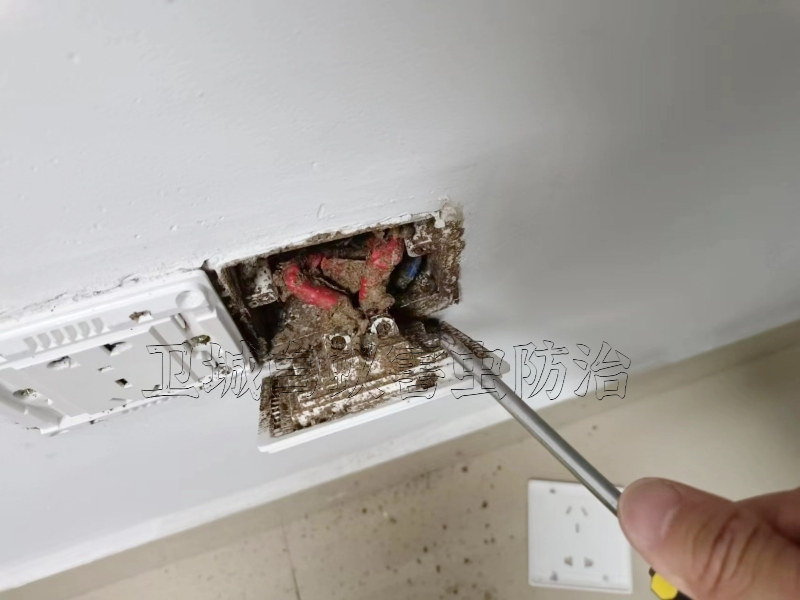 深圳光明滅白蟻公司,(衛城您的首要選擇) 寶安光明白蟻防治中心