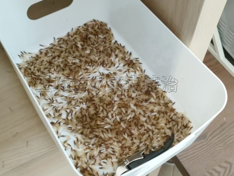 深圳寶安沙井白蟻防治中心丨沙井滅白蟻公司技術(shù)行內(nèi)領(lǐng)先