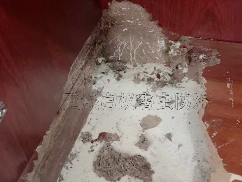 深圳寶安石巖白蟻防治中心丨石巖滅白蟻公司{專業(yè)滅除更徹底}