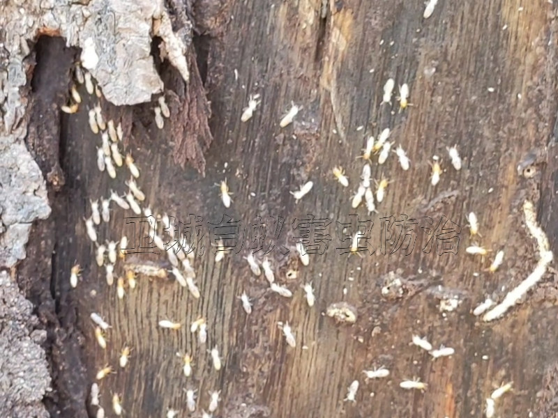 深圳寶安松崗白蟻防治中心丨松崗滅白蟻公司{滅除白蟻就選衛城公司}
