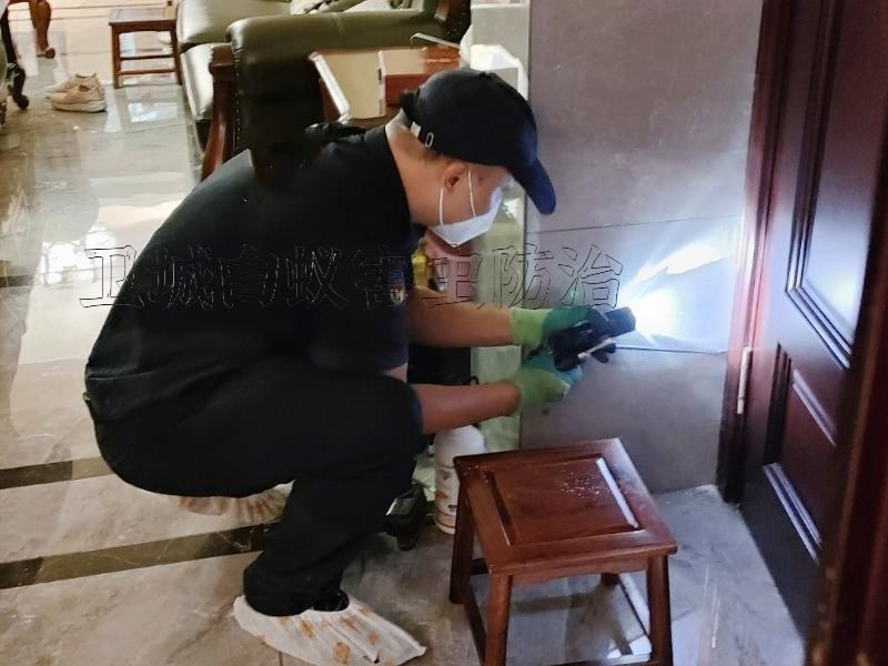 龍崗區平湖白蟻防治中心丨深圳平湖滅白蟻公司{專注蟲害殺白蟻服務}