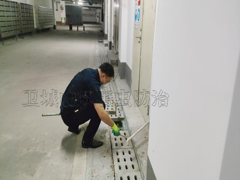 東莞橫瀝白蟻防治所公司_推薦專注蟲害{橫瀝白蟻防治}服務