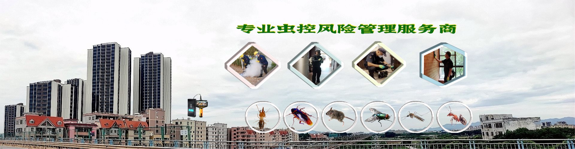 惠州白蟻防治,惠州滅白蟻公司