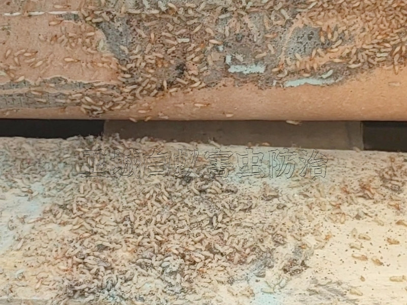 博羅白蟻防治中心，博羅白蟻防治站