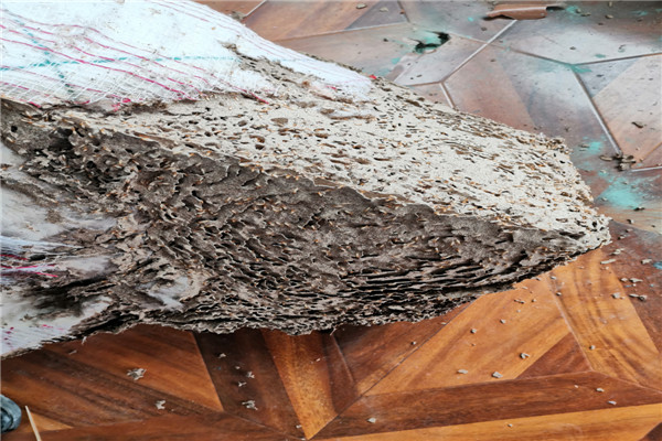 惠州滅白蟻公司