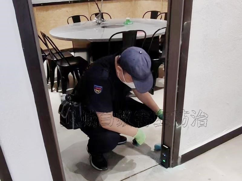 小金口白蟻防治-滅殺白蟻-除白蟻公司