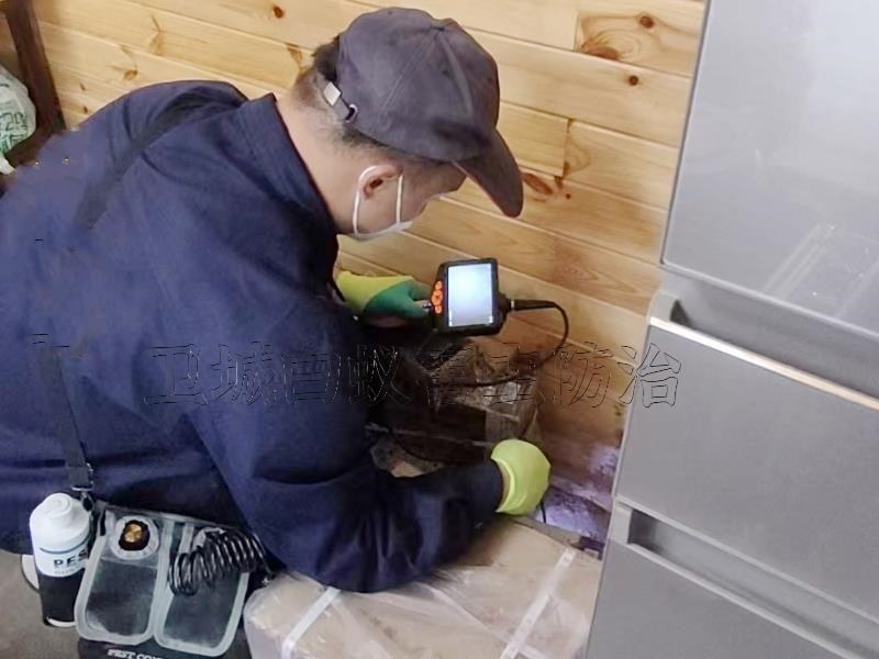 惠陽區白蟻防治公司