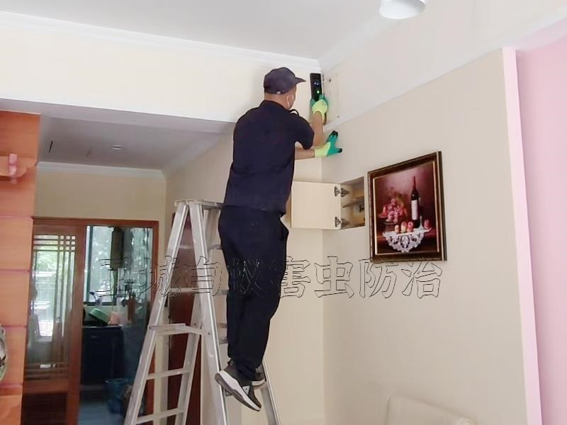 惠州新房白蟻預防，惠州白蟻防治