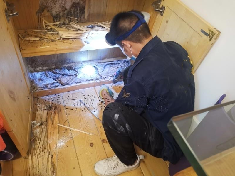 東坑白蟻防治，東坑滅白蟻公司