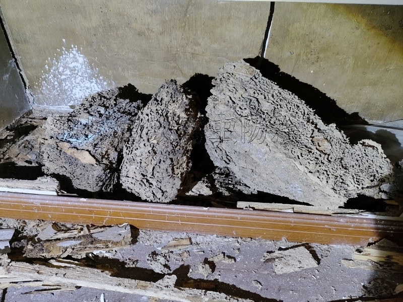 龍華白蟻防治中心，布吉滅除白蟻公司這家錯不了