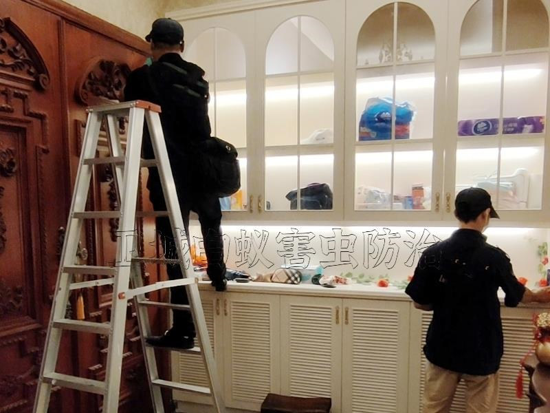 羅陽白蟻防治公司，園洲滅白蟻，龍溪裝修防白蟻【正規白蟻防治公司