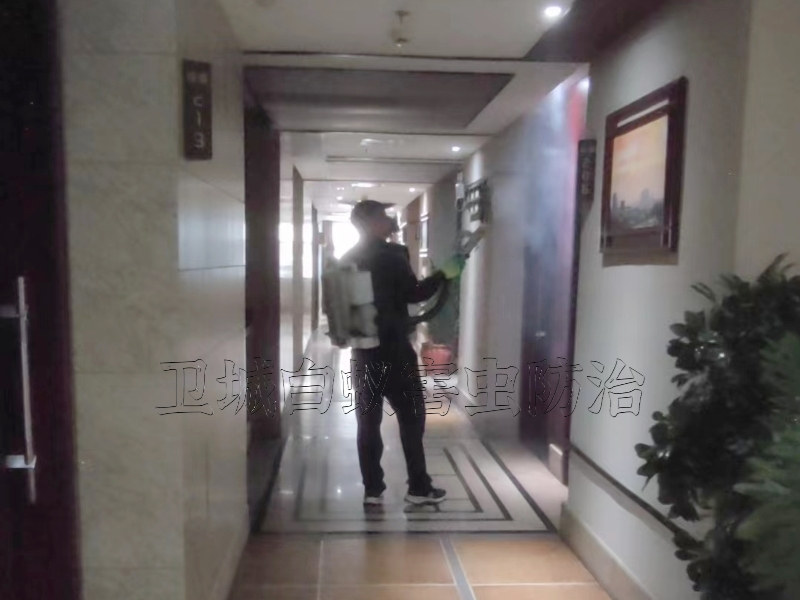 淡水殺臭蟲,秋長大亞灣滅殺跳蚤公司(衛(wèi)城蟲控)