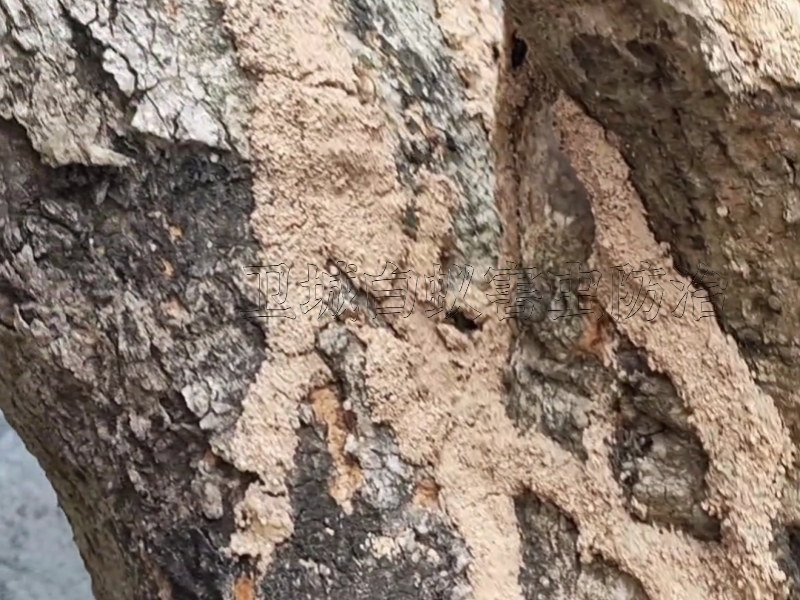 大亞灣防治白蟻，大亞灣西區白蟻防治中心【一次滅絕，永絕后患】