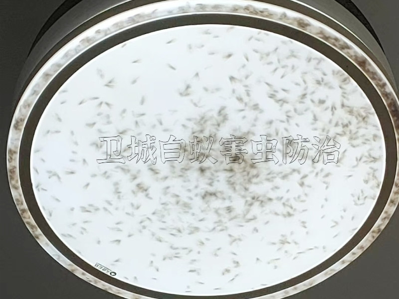 博羅羅陽白蟻防治中心，羅浮山白蟻防治站請選擇衛城蟲控