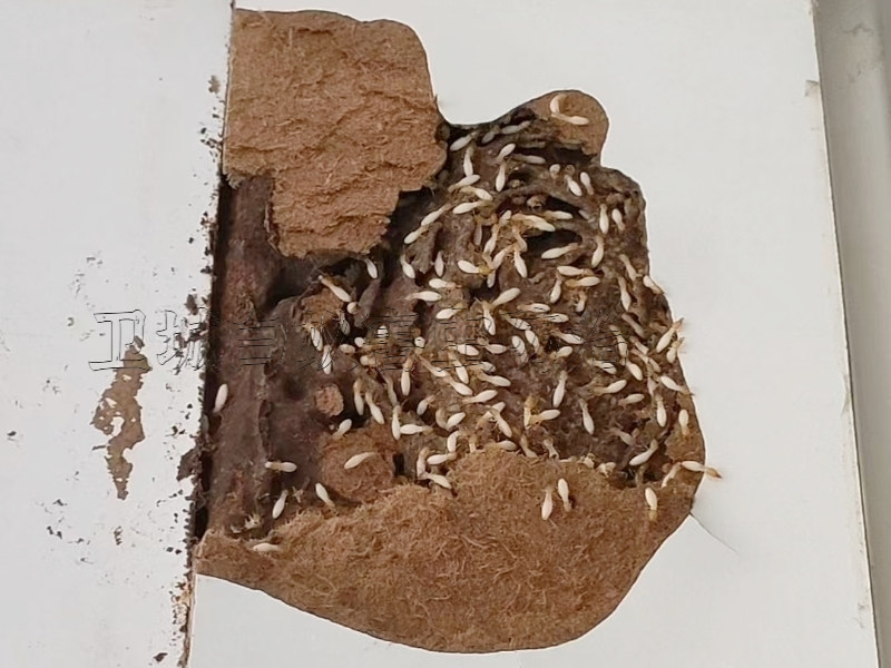 惠陽沙田白蟻防治  |  惠陽沙田滅白蟻公司【正規白蟻防治公司，值得信