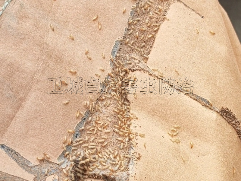 大亞灣白蟻防治，淡水防治白蟻滅白蟻公司