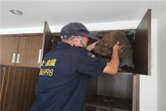 園洲白蟻防治收費標準-衛城白蟻害蟲防治有限公司