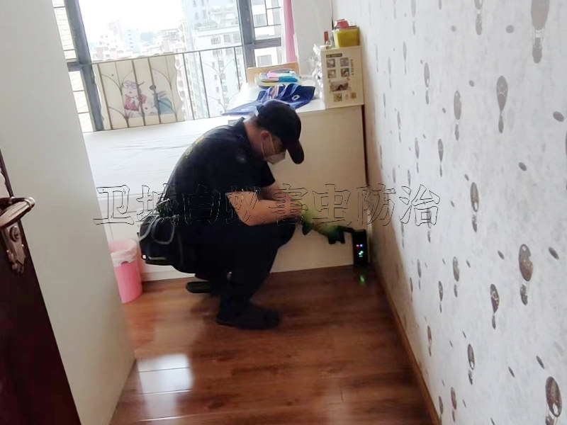 小金口白蟻防治-滅殺白蟻-除白蟻公司一對一全程跟蹤服務