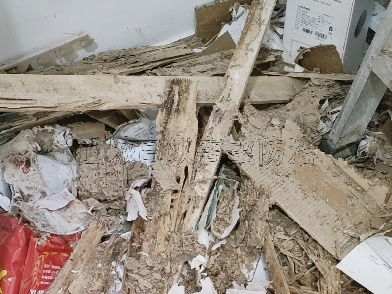 惠州白蟻防治| 滅白蟻隨叫隨到 | 惠城白蟻防治中心